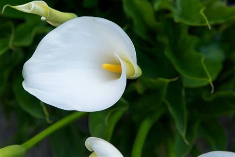 calla tatuaggio significato|Significato fiori